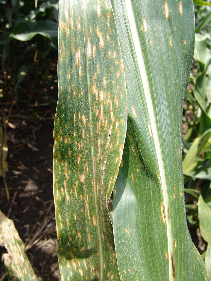 Figure 2. Gray leaf spot 