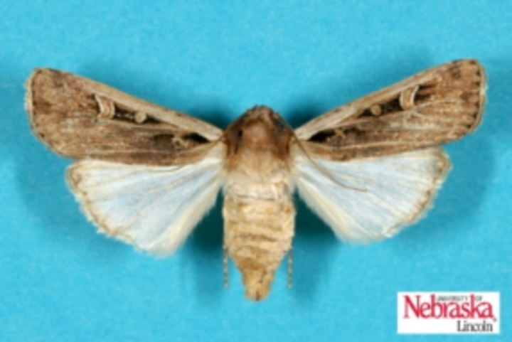 Western bean cutworm moth