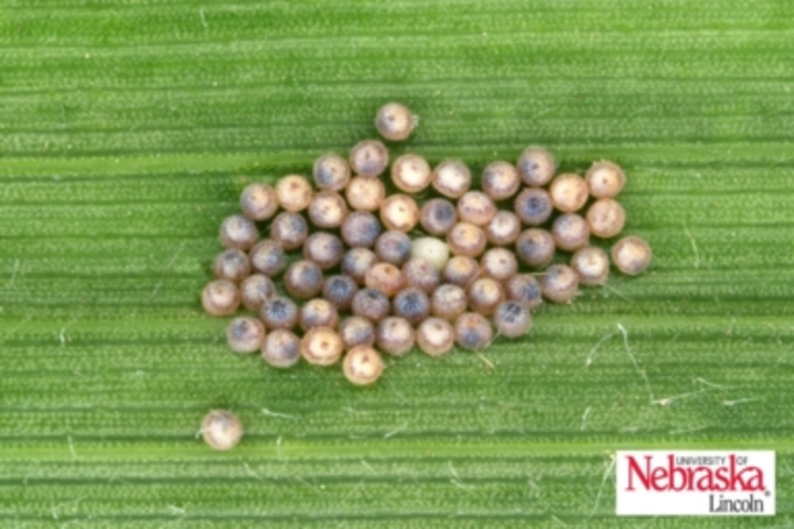 Corn earworm