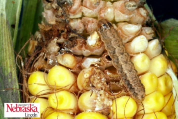 Western bean cutworm