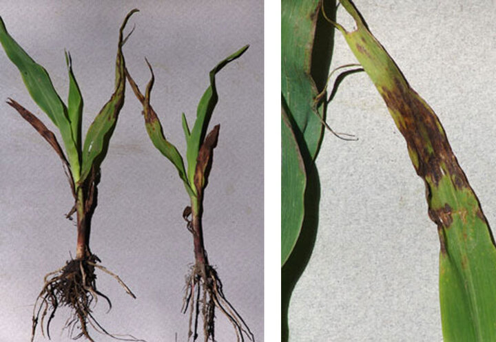 Anthracnose lesions on corn
