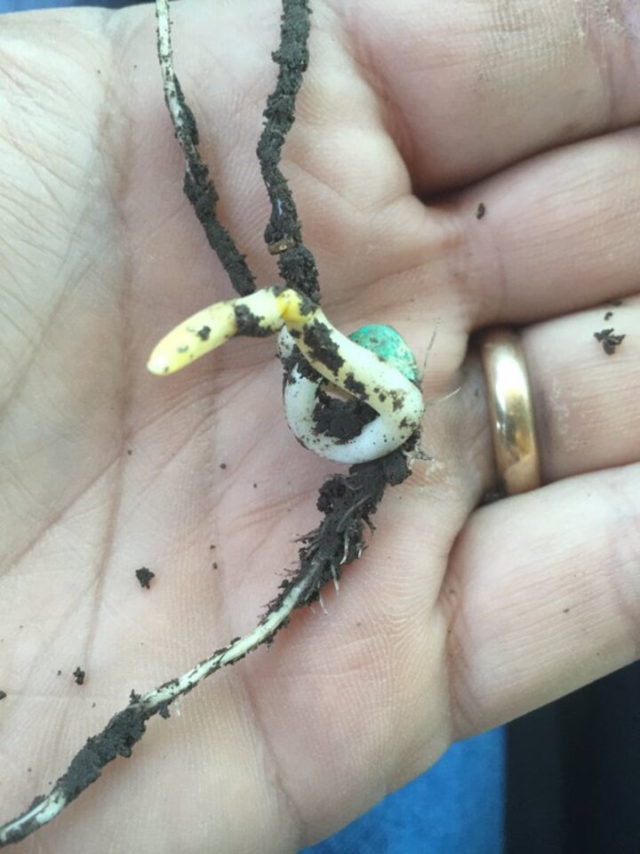 Corkscrewed corn seedling