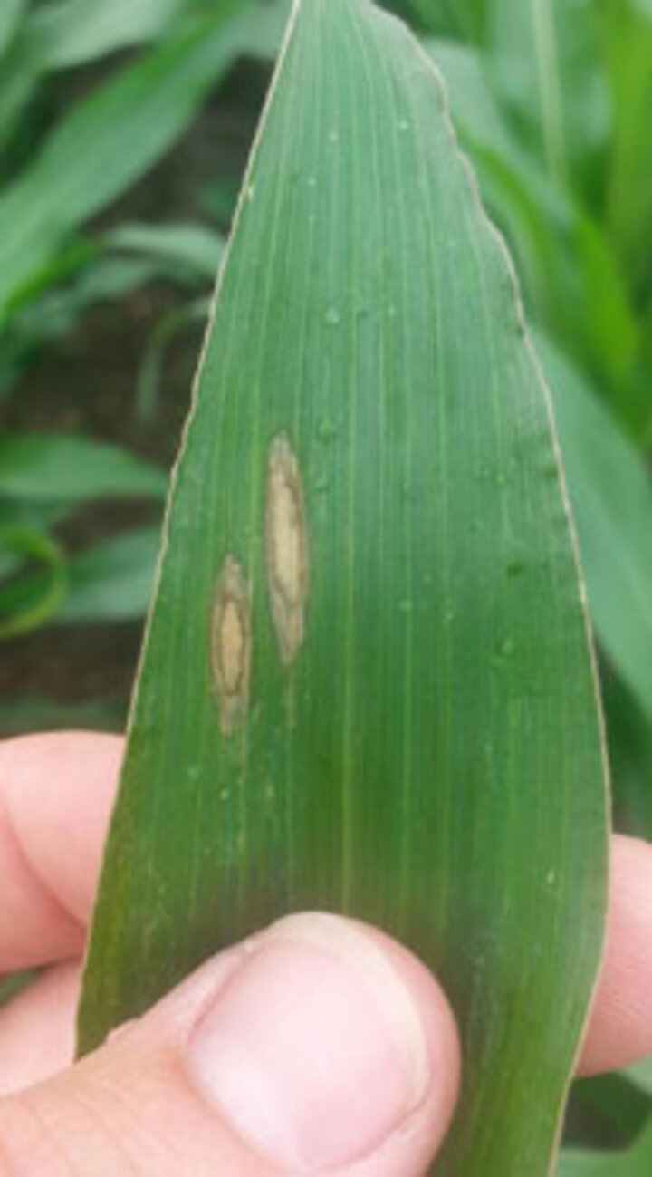 Northern corn leaf blight disease of corn
