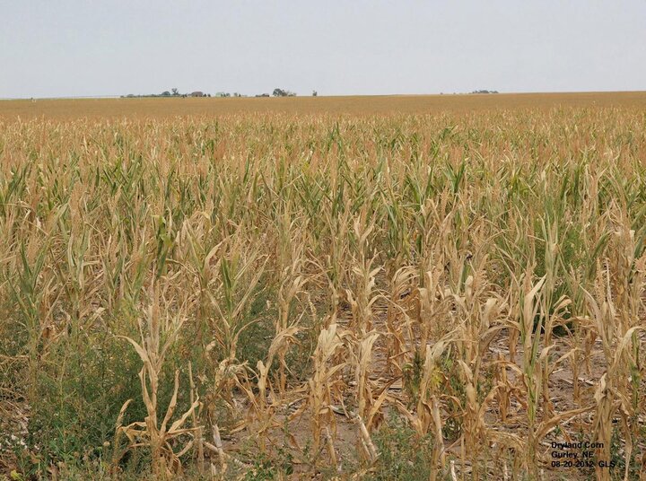 Drland proso millet field in Cheyenne Cnt 2012