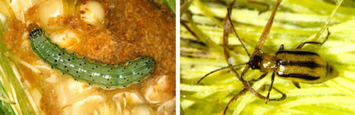 Corn insects