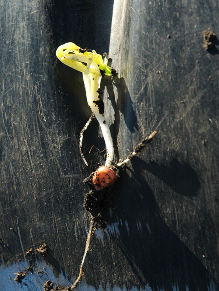Corn leafing out below ground