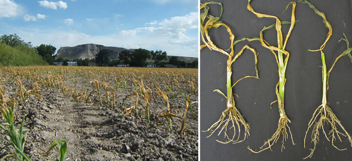 Freeze damaged corn near Scottsbluff, June 2007