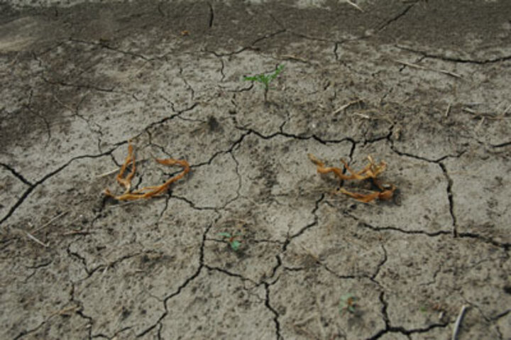 Freeze-damaged corn