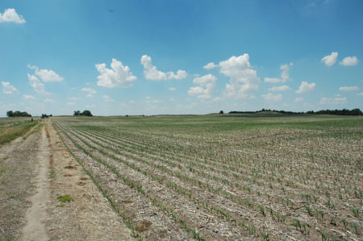 Corn field recovering from frost damage