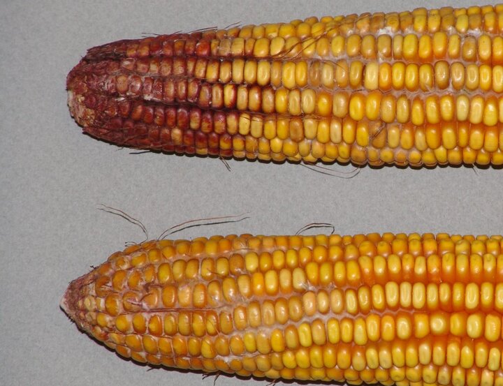 Gibberella ear rot in corn