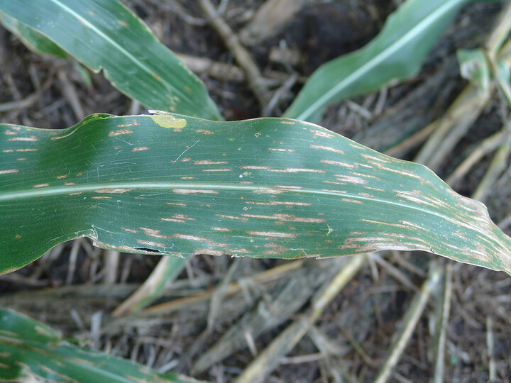 Gray leaf spot on a corn leaf