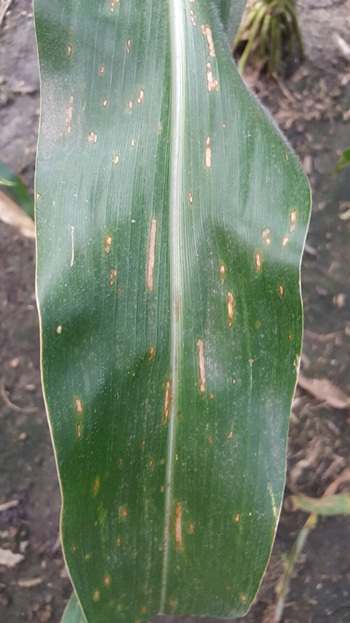 Gray leaf spot in corn