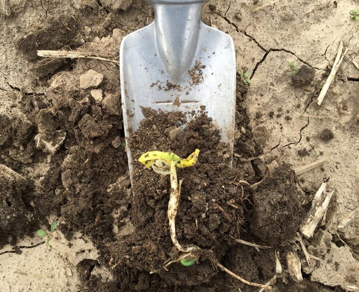 Corn leafing out below ground