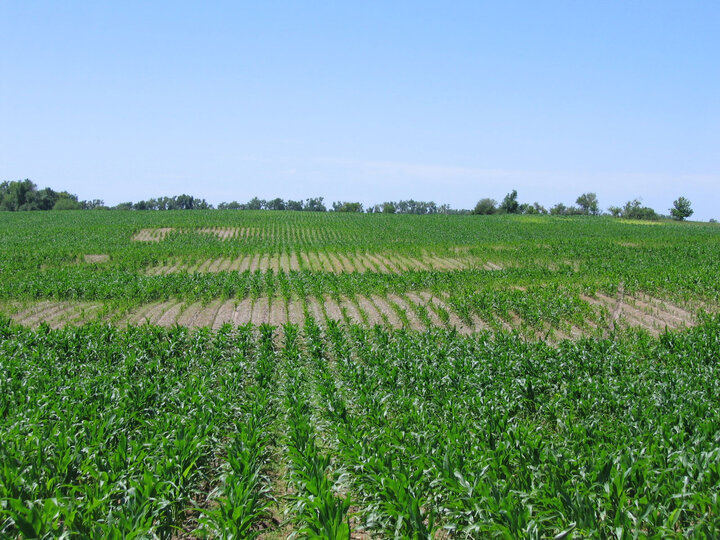 Severe nematode damage in corn