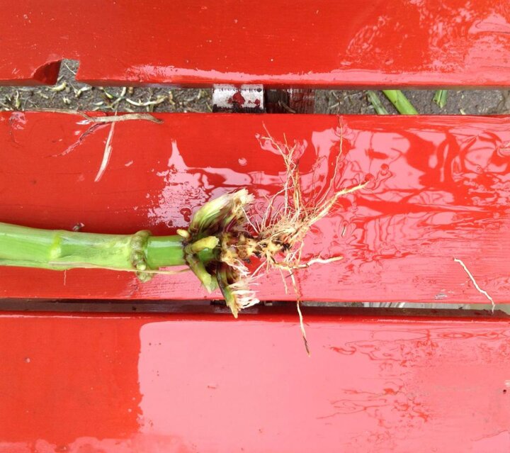 Corn rootworm damage - UNL Ent