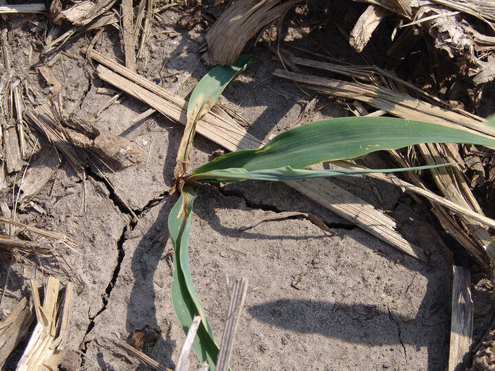 Corn seedling damping off
