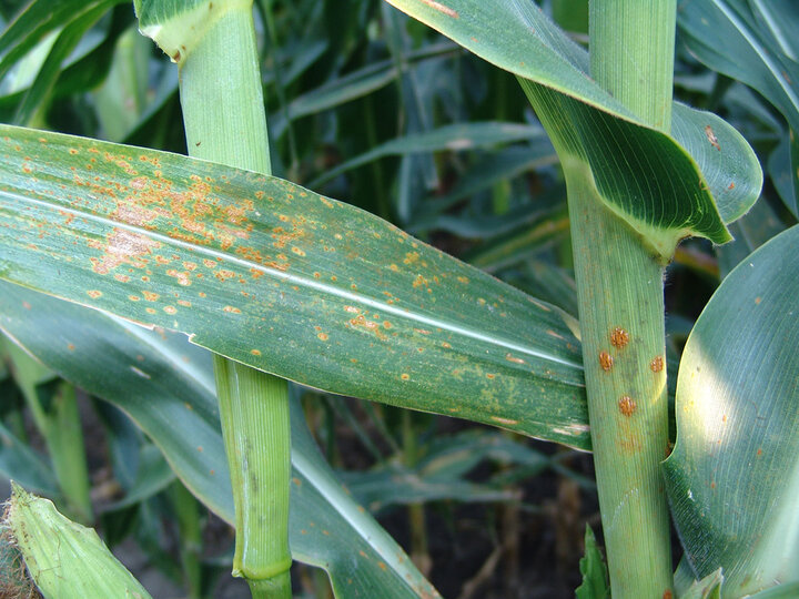 Southern rust in corn