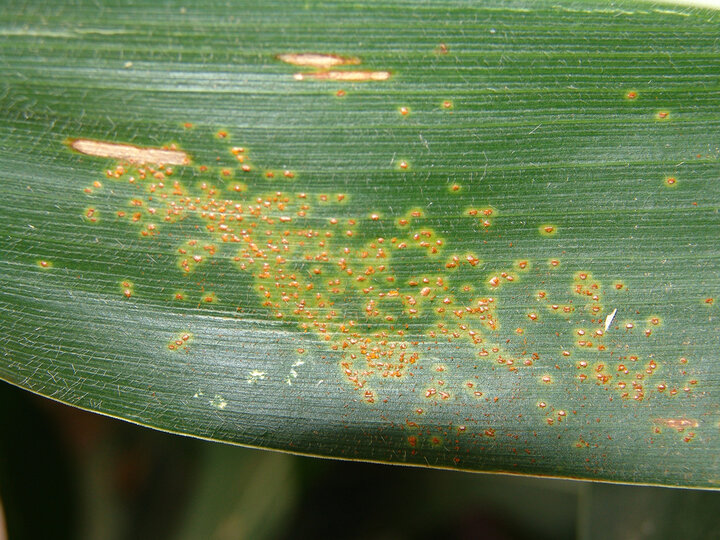 southern rust on a corn leaf