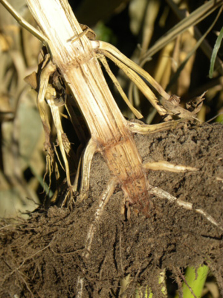 Split crown revealing stalk rot damage