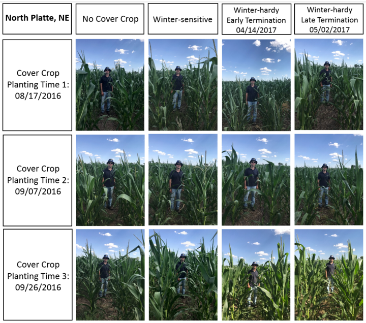 Photos comparing corn after various cover crop treatments