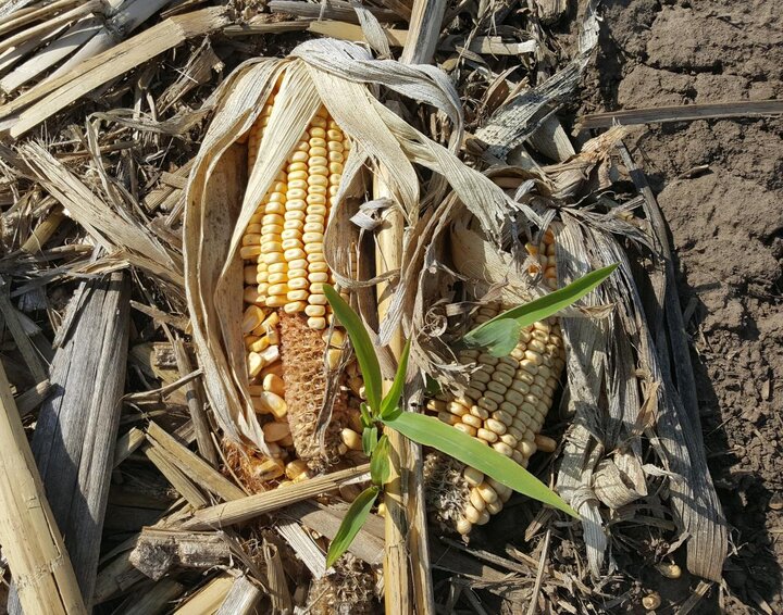 Volunteer corn in corn