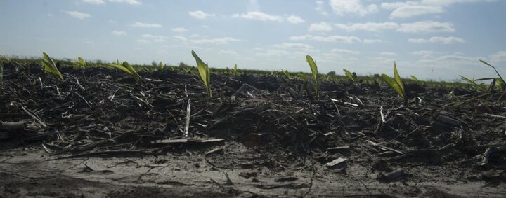 Yellow corn seedlings