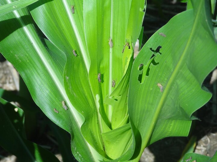 Young grasshoppers in corn