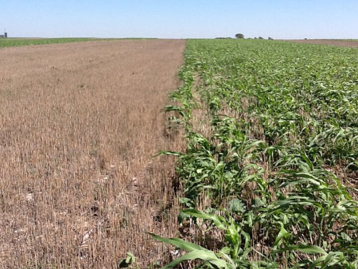 Cover crop comparison