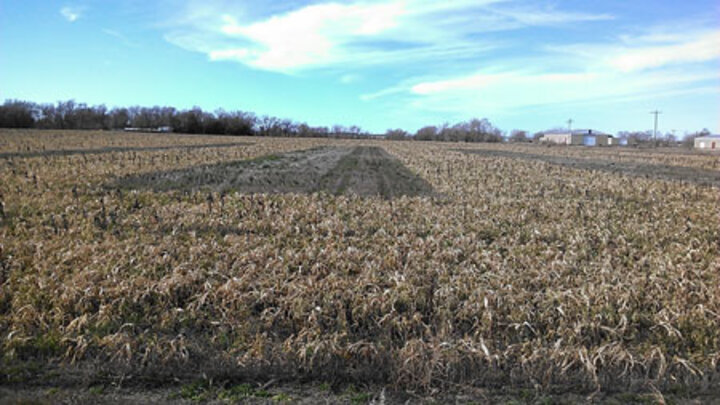 Cover crop comparison