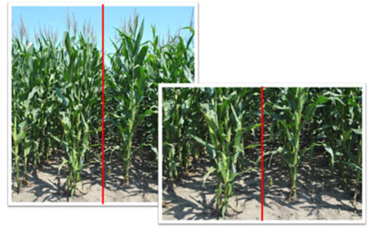 Cover Crop Comparision with rye