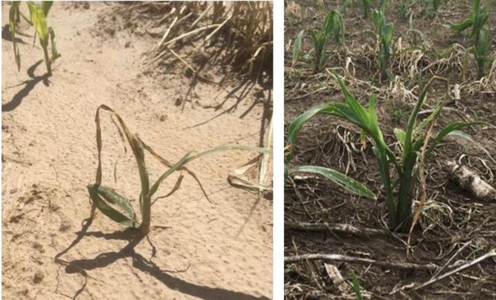 Wheat stem maggot damage in corn