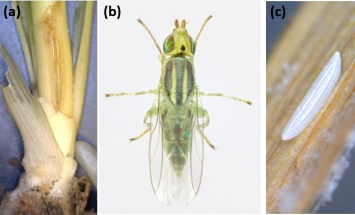 Wheat stem maggot life stages