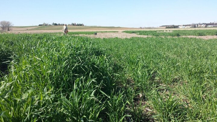 photo of two rye research fields