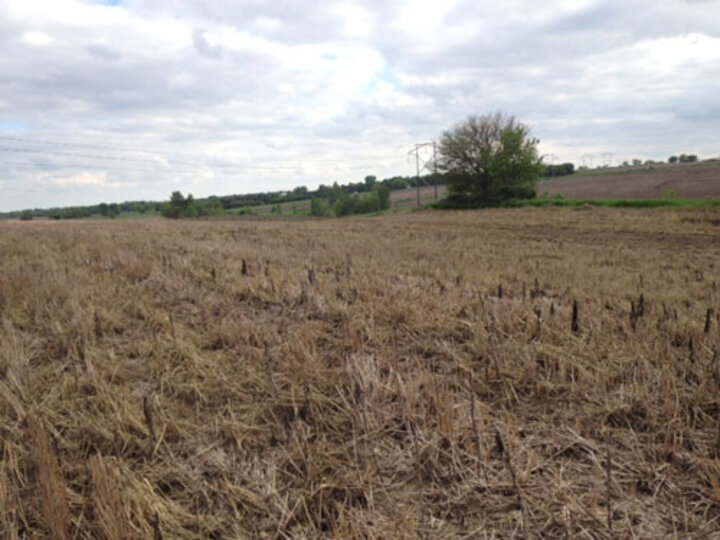 Terminated cover crops