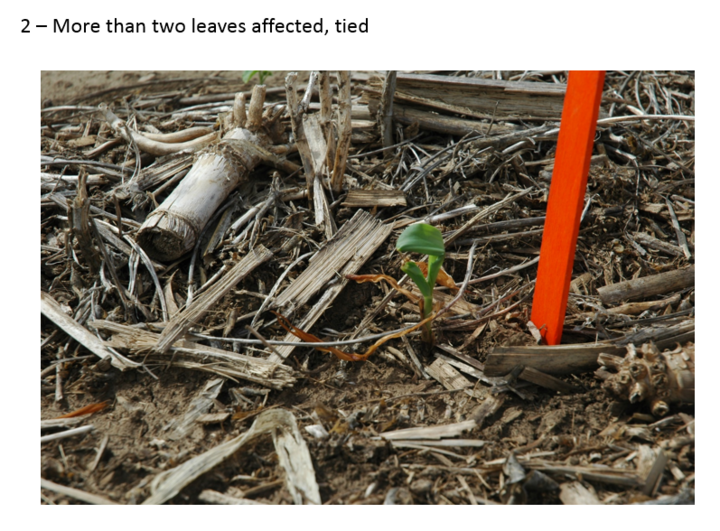 Corn leaves that became tied following frost