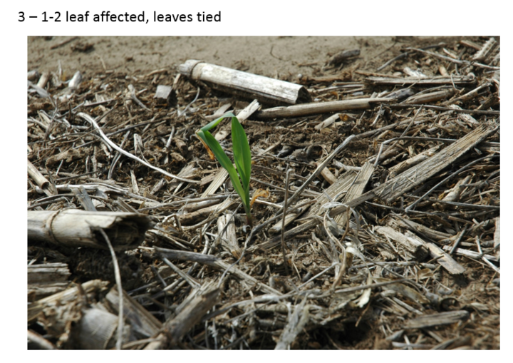 Corn leaves that became tied following frost