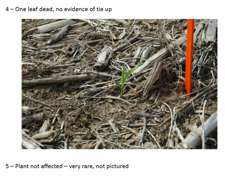 Corn leaves that became tied following frost