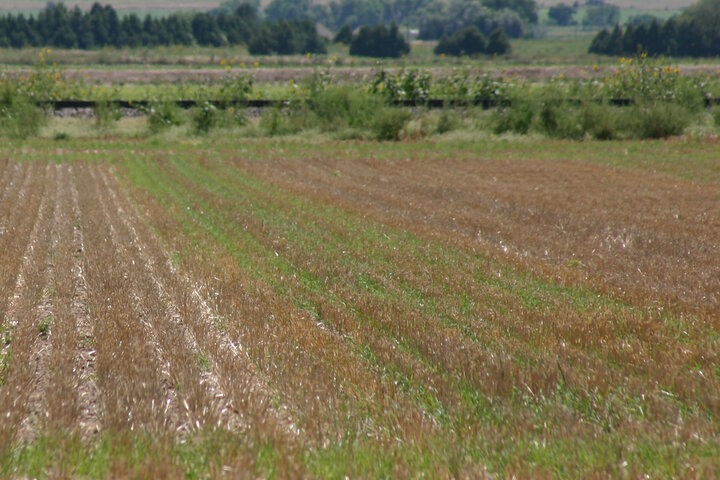 volunteer wheat in wheat