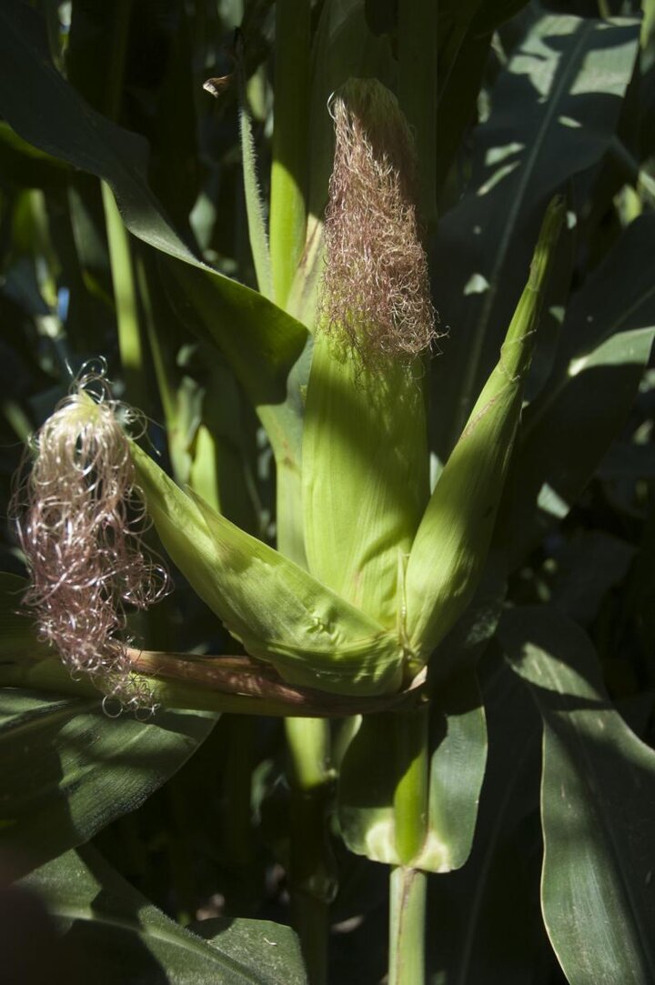 corn ear