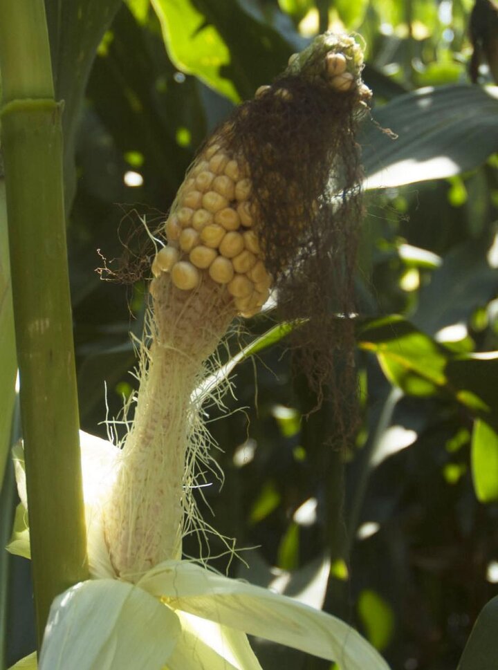 corn ear