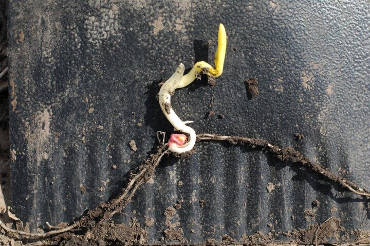 corn seedling damage