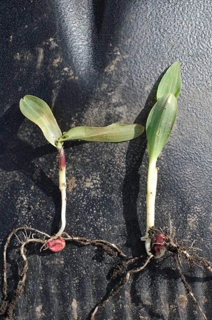 corn seedling freeze damage