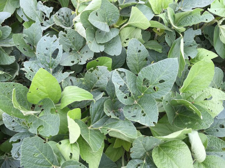 Soybean defoliation