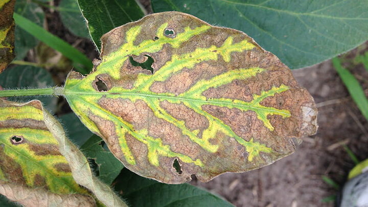 browning soybean leaf