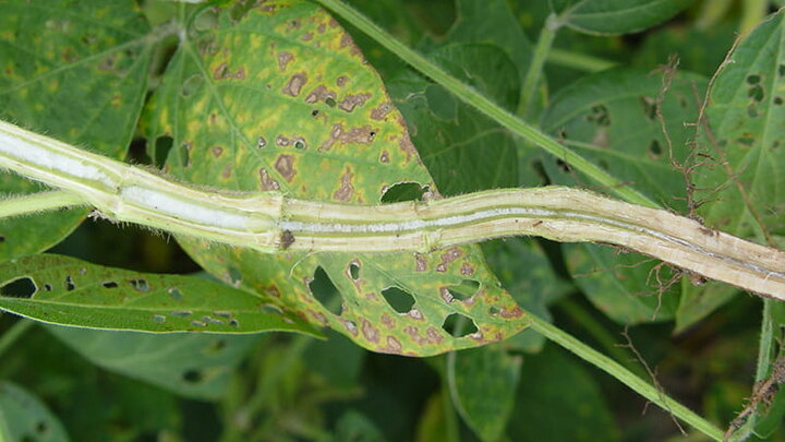 soybean stem
