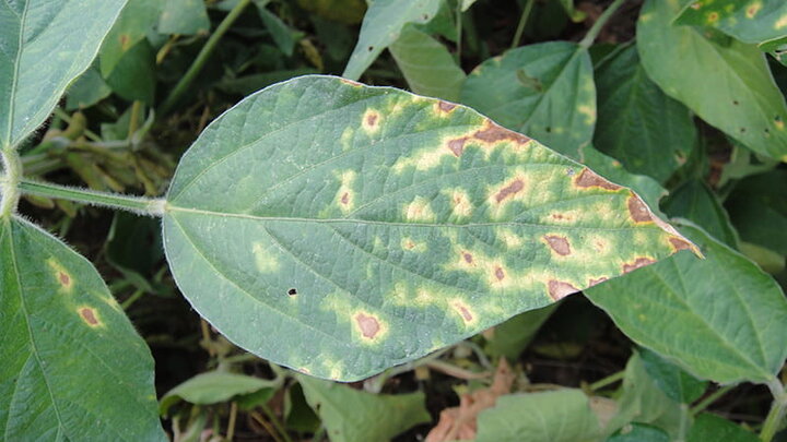 soybean leaf with brown yellow spots