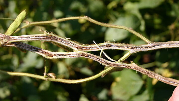 soybean stems