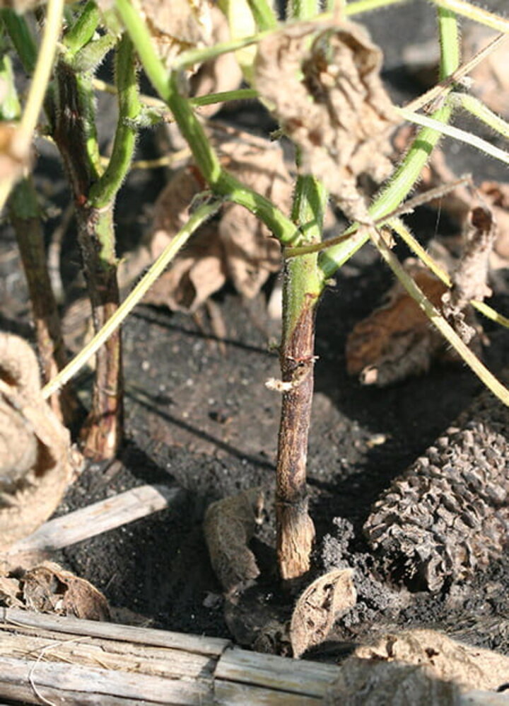 Brown discoloration of soybean stem infected with Phytophthora stem and root rot. (Photo courtesy of Daren Mueller, Iowa State University)