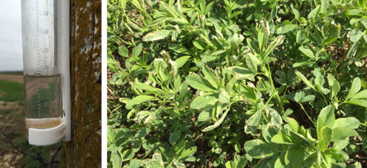 Frost injured alfalfa; rain gauge