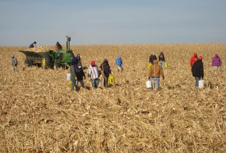Hired labor harvesting downed corn